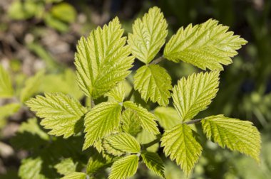 Genç taze yaprakları ve dalları bahar closeup ahududu