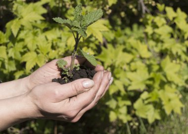 Genç kadın elinde bitki. Yeni bir hayat kavramı