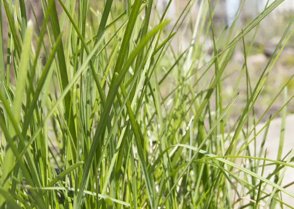 Piękna młoda trawa zielony zbliżenie tekstura tło — Zdjęcie stockowe
