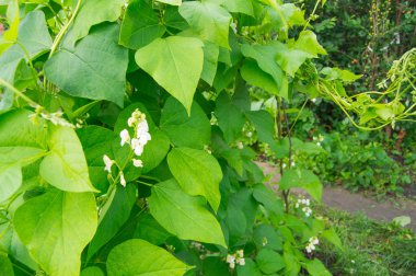 Yaprak yeşil zemin üzerine beyaz renk çiçek fasulye