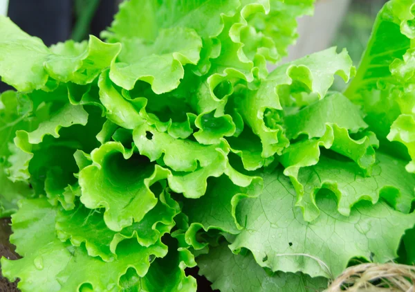 Taze yeşil salata yakın çekim. Sağlıklı bir diyet ve vegans kavramı