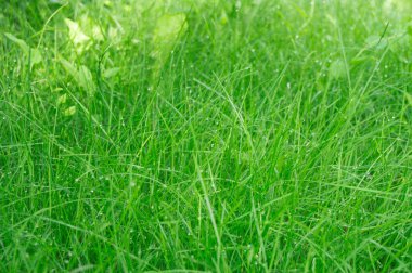 yeşil çim portre üzerinde çiğ arka plan damla