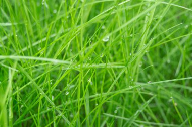 yeşil çim portre üzerinde çiğ arka plan damla