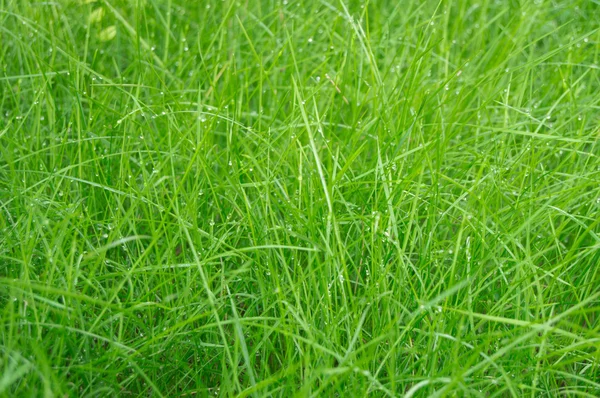 Background of dew drops on green grass closeup — Stock Photo, Image