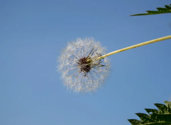 青空の背景に白のふわふわタンポポ — ストック写真