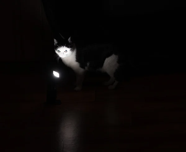 Gatto bianco e nero seduto in una stanza buia accanto al flash — Foto Stock
