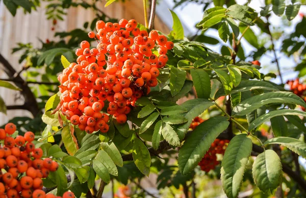 Bayas Rojas Maduras Del Rowan Las Ramas Del Rowan Del — Foto de Stock