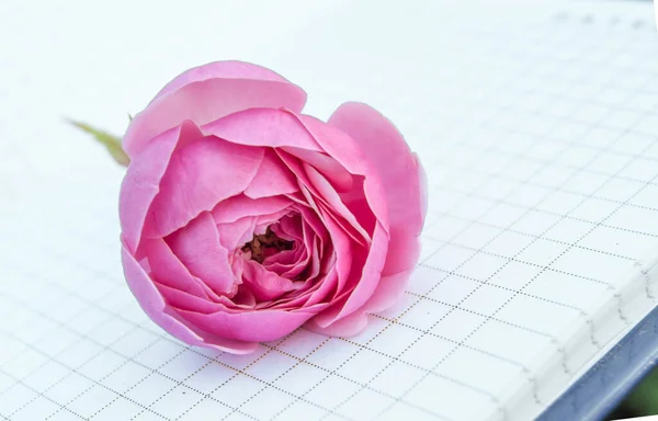 An open empty Notepad, a book with empty pages, a pink rose on top. Romantic and gentle concept, copy space, outdoor, summer.