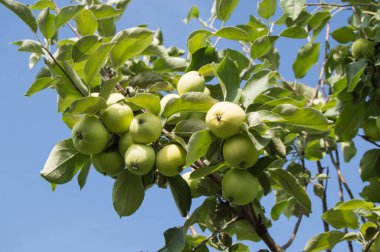 Bir daldaki yeşil elmalar hasat edilmeye hazır, açık havada, seçici bir odak