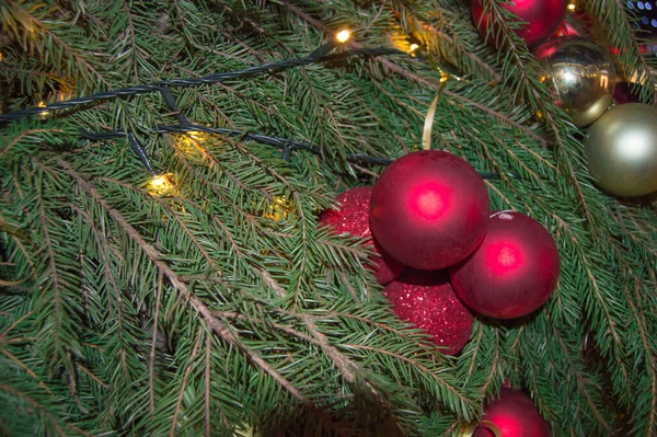 Traditionella Röda Glänsande Juldekorationer Glasbollar Riktig Julgran Gren Nytt Bakgrund — Stockfoto