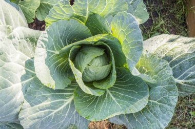 Bahçede büyüyen bir lahana başı, organik sebze hasadı konsepti, üst manzara, yakın plan.