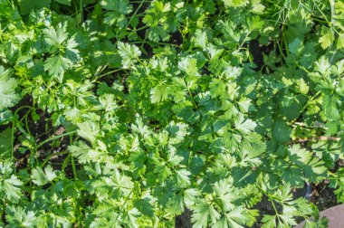 Yeşil maydanozun doğal arka planı..