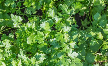Yeşil maydanozun doğal arka planı..