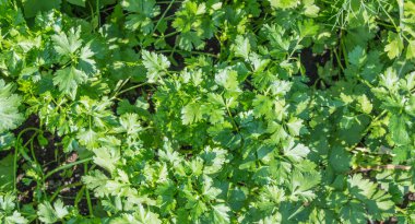 Yeşil maydanozun doğal arka planı..