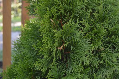 Thuja occidentalis arka planda. Thuja occidentalis, selvi familyasından bir kozalaklı ağaçtır.