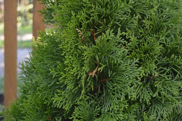 Thuja Occidentalis Background Thuja Occidentalis Árbol Coníferas Siempreverde Familia Los — Foto de Stock