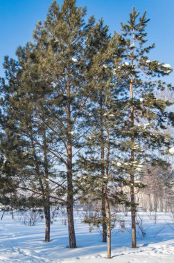 Kozalaklı ağaçlar kış ormanlarında çam ağaçları veya Park, güneşli soğuk bir gün, dikey çerçeve