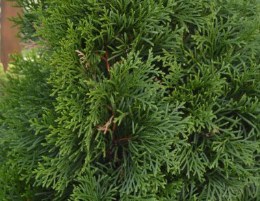 Thuja occidentalis arka planda. Thuja occidentalis, selvi familyasından bir kozalaklı ağaçtır.