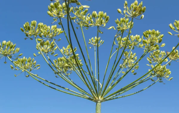 Зонтичная головка DILL с семенами на стебле против голубого неба летом — стоковое фото