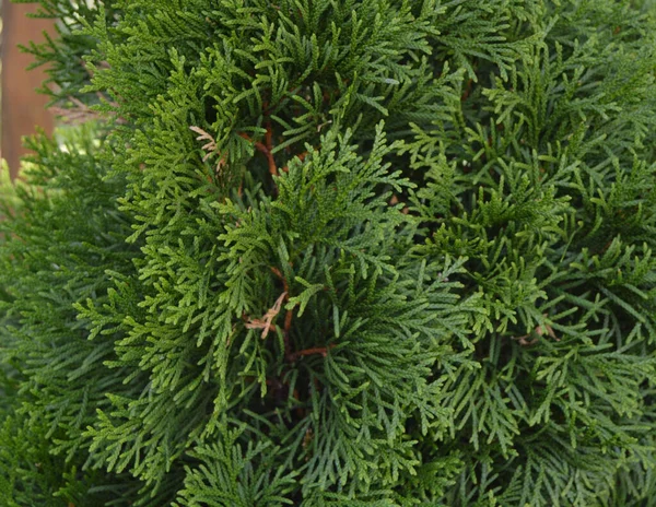 Thuja occidentalis background.Thuja occidentalis es un árbol de coníferas siempreverde, en la familia de los cipreses Cupressaceae. — Foto de Stock