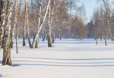 Ormanda güneşli kış günü, ağaçların gölgeleri beyaz kar üzerinde mavi çizgiler oluşturur.