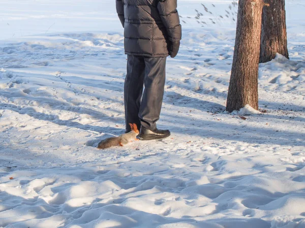 Цікава червона білка піднялася до ніг чоловіка, що стоїть на снігу в зимовому парку — стокове фото