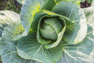 Bahçede büyüyen bir lahana başı, organik sebze hasadı konsepti, üst manzara, yakın plan..