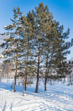 Kozalaklı ağaçlar kış ormanlarında çam ağaçları veya Park, güneşli soğuk bir gün, dikey çerçeve.