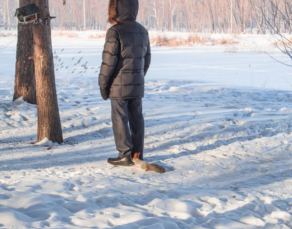 Любопытная Красная Белка Подбежала Ногам Человека Стоящего Снегу Зимнем Парке — стоковое фото