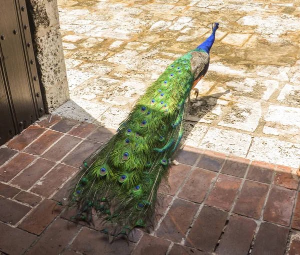 View Back Bright Peacock Folded Tail Walking Courtyard House — Stock Photo, Image