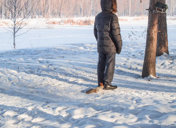 Esquilo Vermelho Curioso Correu Até Pés Homem Neve Parque Inverno — Fotografia de Stock