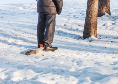 Meraklı bir kırmızı sincap bir kış parkında karda duran bir adamın ayağına doğru koştu..