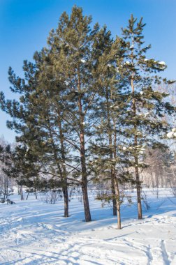Kozalaklı ağaçlar kış ormanlarında çam ağaçları veya Park, güneşli soğuk bir gün, dikey çerçeve.
