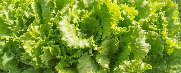 Fresh green leaf lettuce background, banner, natural background.