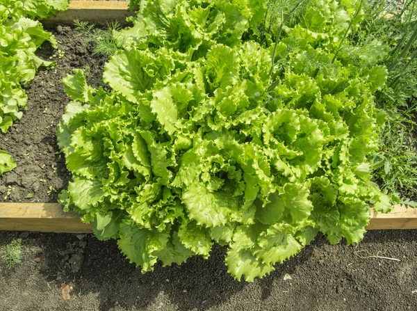 Hojas Lechuga Verde Madura Creciendo Suelo Jardín Una Cama Día —  Fotos de Stock