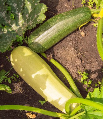 Bahçedeki bir çalılıkta iki büyük kabak, toprakta koyu yeşil ve açık yeşil kabak..