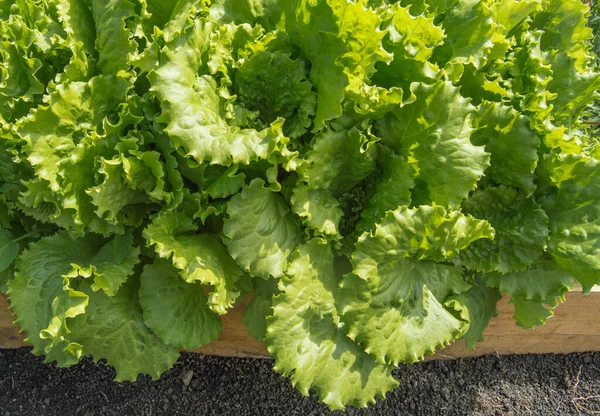 Gröna Mogna Salladsblad Växer Jorden Trädgården Säng Solig Sommardag — Stockfoto