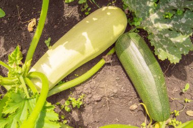 Bahçedeki bir çalılıkta iki büyük kabak, toprakta koyu yeşil ve açık yeşil kabak..