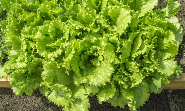 Färska Gröna Blad Sallad Bakgrund Banner Naturlig Bakgrund — Stockfoto