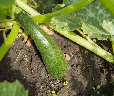 Su damlacıkları olan bir çalıda büyük bir kabak. Bahçedeki toprakta olgun, koyu yeşil kabak..