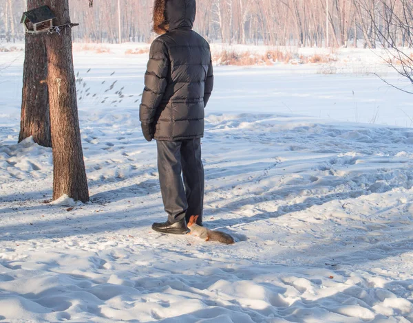 Una Curiosa Ardilla Roja Corrió Los Pies Hombre Pie Nieve — Foto de Stock