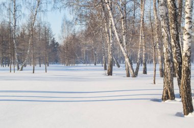 Ormanda güneşli kış günü, ağaçların gölgeleri beyaz kar üzerinde mavi çizgiler oluşturur..