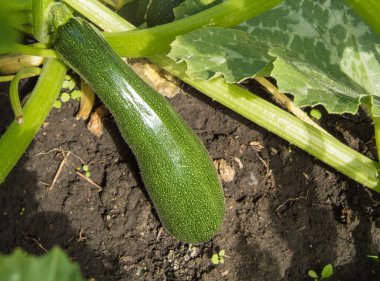 Su damlacıkları olan bir çalıda büyük bir kabak. Bahçedeki toprakta olgun, koyu yeşil kabak..