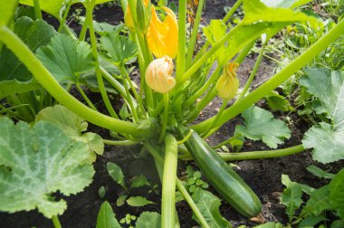 Yeşil meyveli kabak bitkisi ve çiçek açan tomurcuklar güneşli bir yaz gününde bahçedeki toprak yatağında yetişiyor..