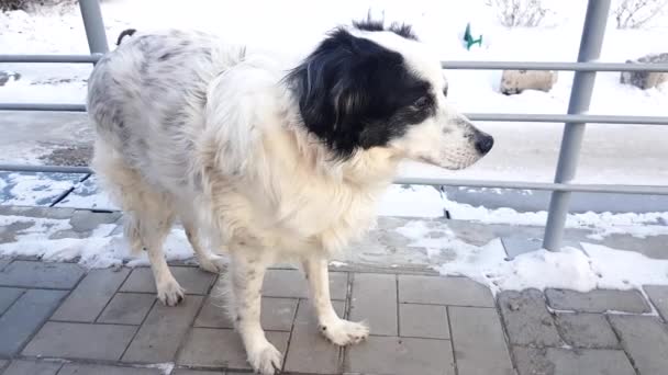 Cane Bianco Che Trema Vento Cane Congelato Trova Sul Portico — Video Stock