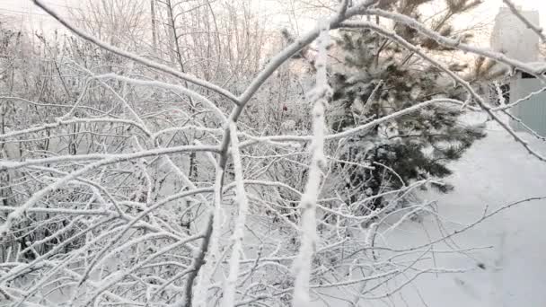 冬天的风景 灌木丛被雪覆盖 透过树枝 你可以看到汽车在路上行驶 — 图库视频影像