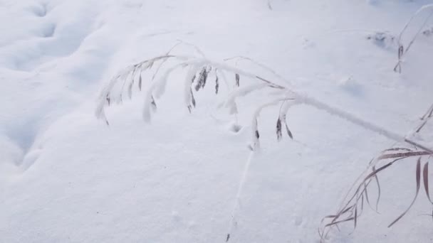 風に霜で覆われた乾いた草 雪の冬の背景 — ストック動画