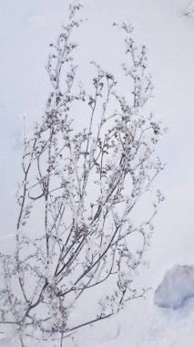 Kuru çimenler rüzgarda donarak sallanıyor. Karlı kış arkaplanı