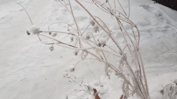 Сухая Трава Покрытая Морозом Раскачивается Ветру Снежный Зимний Фон — стоковое видео