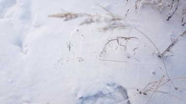 Kuru çimenler rüzgarda donarak sallanıyor. Karlı kış arkaplanı